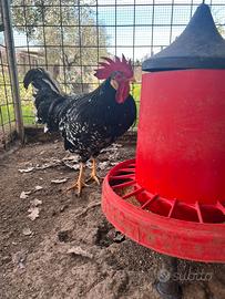 Galline ornamentali varie razze