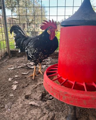 Galline ornamentali varie razze