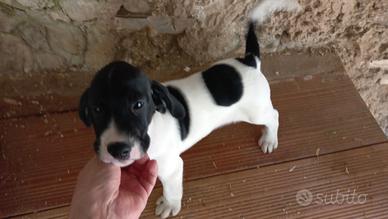 Bracco pointer cuccioli di cane da tartufo