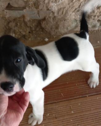 Bracco pointer cuccioli di cane da tartufo