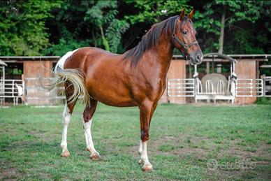 Cavallo incrocio Paint 4 anni