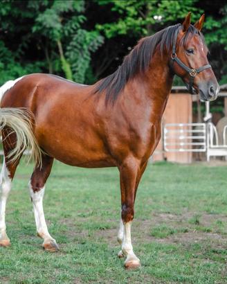 Cavallo incrocio Paint 4 anni