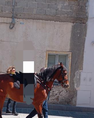 Cavallo sardo