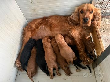 Cocker spaniel