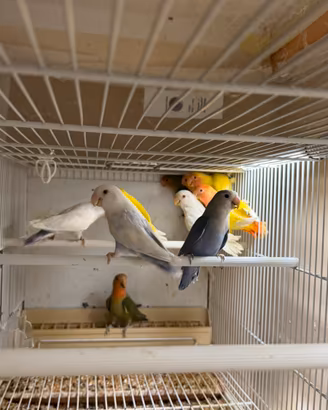 Inseparabili