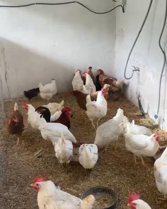 Galline