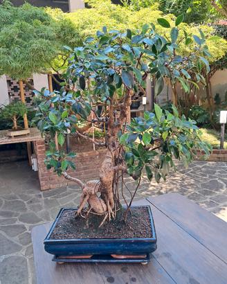 bonsai ginseng