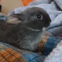 Coniglio nano femmina ariete