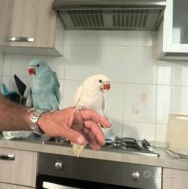 Parrocchetti da collare