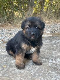 cuccioli di pastore tedesco puro