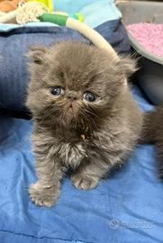 Cuccioli gattini persiani