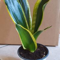 sansevieria Black gold