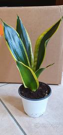 sansevieria Black gold