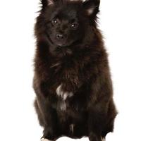 Disponibili cuccioli di volpino