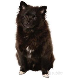 Disponibili cuccioli di volpino