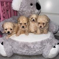 Maltipoo