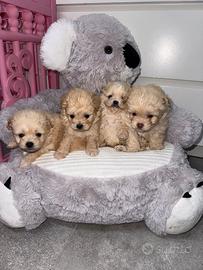 Maltipoo