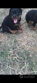 Cuccioli di rottweiler
