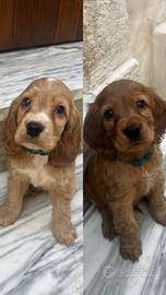 Cuccioli Cocker spaniel Inglese