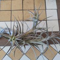 Tillandsia bergeri grigia 