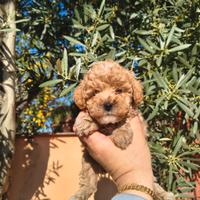 Barboncino mini toy albicocca maschio e femmina