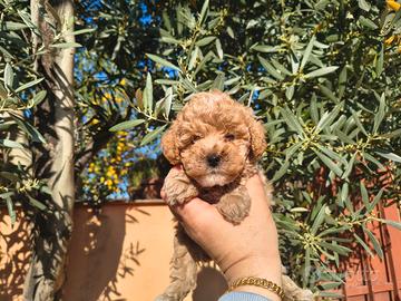 Barboncino mini toy albicocca maschio e femmina