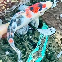 CARPA KOI ADULTA 22cm