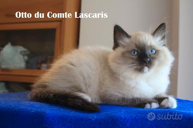 OTTO gattino razza ragdoll con pedigree