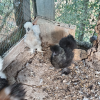 Giovani galli moroseta