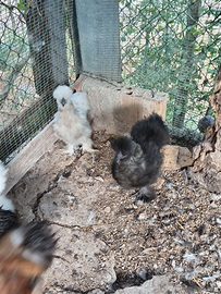 Giovani galli moroseta