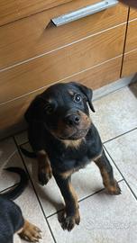 Cucciolo Rottwailer maschio 