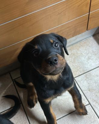 Cucciolo Rottwailer