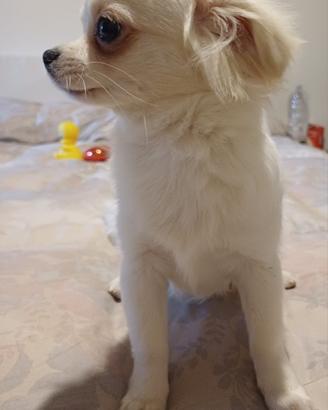 IL NIDO DI PRISCILLA Cuccioli di Chihuahua