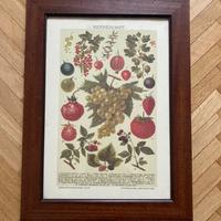 Quadro cornice di legno fantasia di frutta