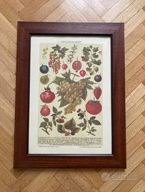 Quadro cornice di legno fantasia di frutta