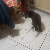 Barboncino nano