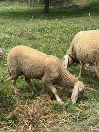 Pecora maschio bergamasca