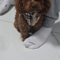 Disponibile per monta