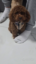 Disponibile per monta