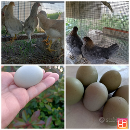 Galline Oliver Egger e araucana