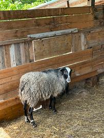 Pecora MONTONE ROMANOV ARR/ARR