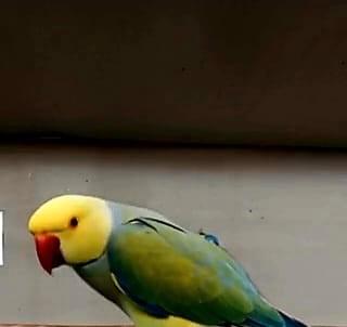 Parrocchetto dal collare cleartail