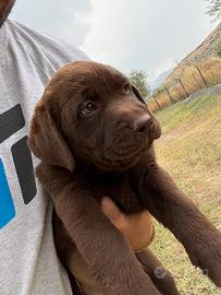 Cuccioli Labrador