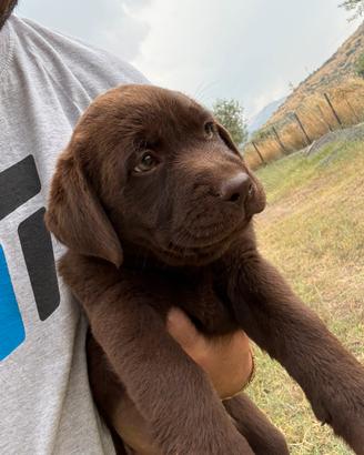 Cuccioli Labrador