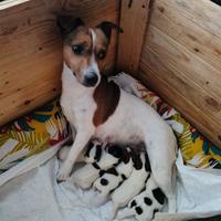 Cuccioli di Jack Russell con pedigree