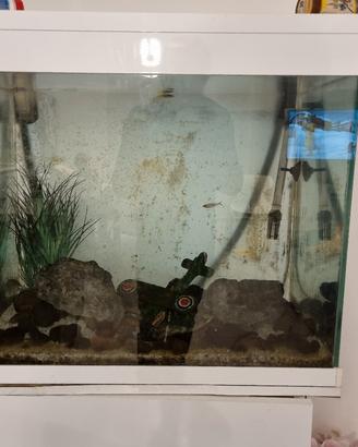 acquario ciano
