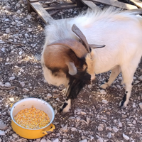 Disponibile capretto tibetano