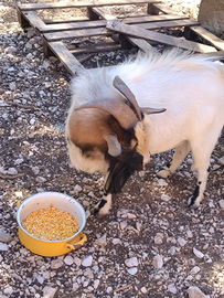 Disponibile capretto tibetano