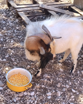 Disponibile capretto tibetano
