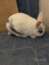 Coniglio nano